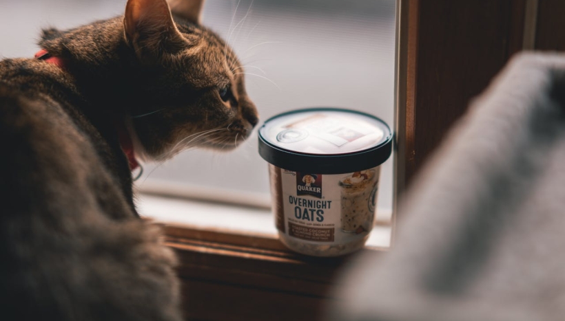 Transform Your Cat's Living Space with DoMyOwn's Top-Notch Equipment